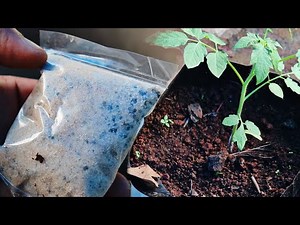 How to Apply NPK Fertilizer on Tomatoes