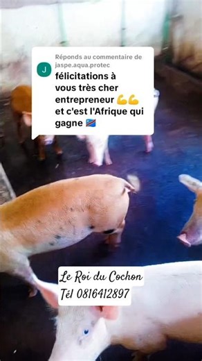 Une race de qualité vous garantit une Croissance rapide.