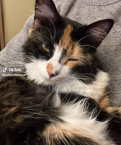 Exploring the Calico Cat Therian Experience