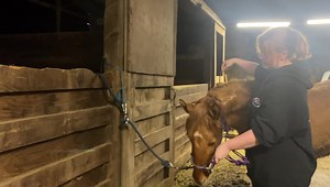 A part of training horses that is often overlooked is teaching them to have self control in situations they may find frustrating or even stressful. Often horses are instead taught to shut down through threat of force or extreme isolation and or restriction. Some will instead form pretty severe cases of anxiety from that training tactic. The former can lead to a robotic horse that lacks exuberance and drive, while the later can create a severally anxious horse that is dangerous to both itself and