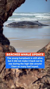 248K views · 1.6K reactions | Young Whale Beached for Nearly 3 Days Still Fighting  #oregon #nature #whale | Jacob Colvin | Facebook