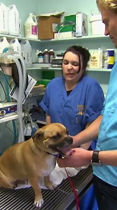 This is what 'nail trim panic' looks like... puggle edition