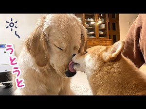 【優しい世界】ペロペロと寝かしつける豆柴と我慢できず倒れてしまうゴールデンレトリバーが愛おし過ぎた