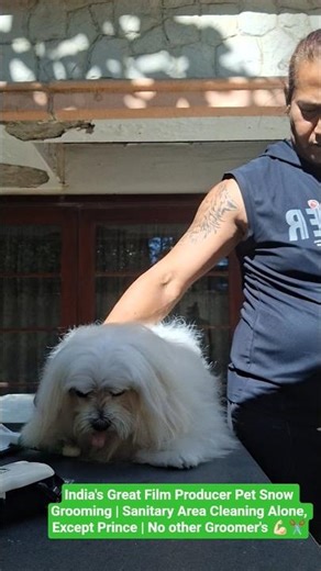 Challenging Pet's Grooming Session | Without Handler, No Other Groomer's Perform💪🏻✂️#viral#shorts