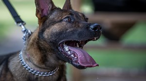 A look inside police K-9 training at Vohne Liche Kennels in Indiana