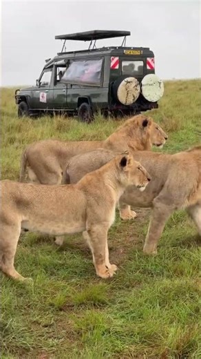 Nature, untamed and unforgettable Maasai Mara 🐘 #parvathyofficial #maasaimara