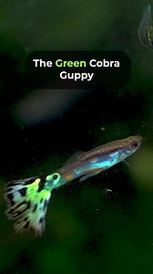 1.2K views · 15 reactions | The green cobra guppy with its striking...