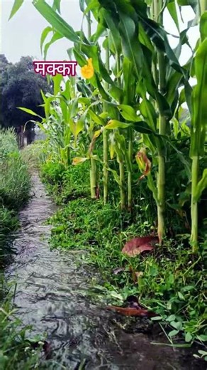 बुगले वर्गी धोली 💖✨🌾 #jattlifestudios #smartfarming #farmerstruggle #agriculturetechnology #farmer