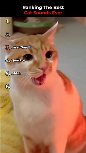 Ranking The Best Cat Sounds Moments