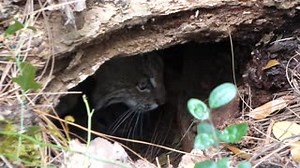 Bobcat breeding season is February through April. Their dens are typically located under a dense brush pile, in a hollow tree stump, or palmetto thicket. Look how this mother transformed this tree stump into a purrfect den. Isn't she stunning! 😍 While Kiawah still has plenty of excellent bobcat habitat, there is significantly less than ten years ago. Residents can help replace lost habitat by exchanging or adding native landscaping to their property and let buffer areas grow back naturally to c