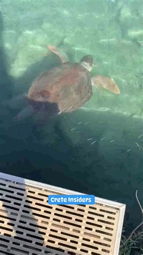 32K views · 1K reactions | Seen in the old port of Chania  | Crete Chania | Facebook