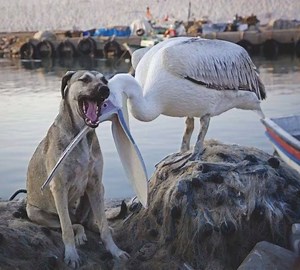 455K views · 14K shares | Lovely | The Animal Zone | Facebook