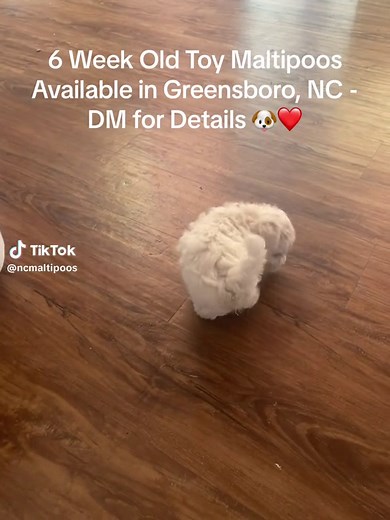 #poodle #maltese #maltipoo #toypoodle #greensboronc #northcarolina #charlottenc #raleighnc Toy Maltipoos for sale 2 boys and 1 girl left! $1050 each. 8 weeks old. DM for details. See profile for more videos 🐶💙