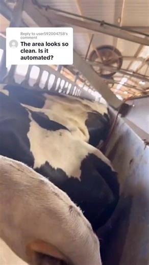 1.9M views · 7.7K reactions | Keeping a milking parlor clean takes a lot of work l, but luckily, technology can help! Automation plays a big role in keeping things hygienic and efficient on many modern dairy farms. What do you think about automation on farms? Is it helpful or harmful? Drop your thoughts in the comments!  #dairy #cows #parlor #vet #cattle #cleanliness #hygiene #parlor #dairydoc #dairykind | Dairy Doc | Facebook
