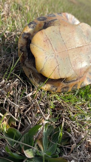 This turtle is called WHAT?