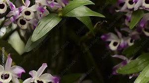 Dendrobium nobile is a popular orchid species known for its beautiful, fragrant flowers. It's native to Southeast Asia and is commonly cultivated as an ornamental plant. Stock Video