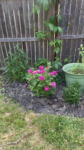 Mulching Flower Bed and Berry Bed Makeover