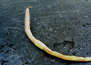 Oligochaeta - Alchetron, The Free Social Encyclopedia