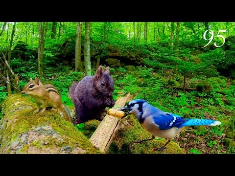 Cat TV: 3+ Hours of Chipmunks, Squirrels and Blue Jays in a Beautiful Forest: 4K. Ep. 95