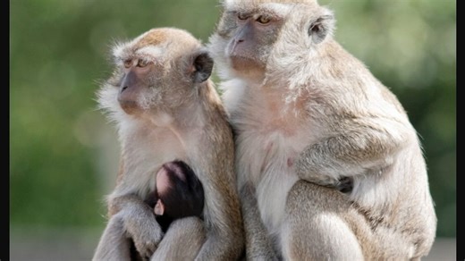 Travel   Leisure says SC island that's home of 3,000 monkeys is worth seeing. But can you?