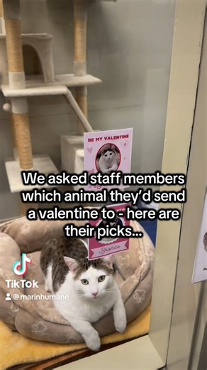Marin Humane on Instagram: "Which shelter pet would you ask to be your valentine? 🥰💌💝 Here are a few of our staff picks! Head to the link in our bio to send a valentine to your favorite animals in the shelter today! #ValentinesDay #shelterpets #animalshelter"
