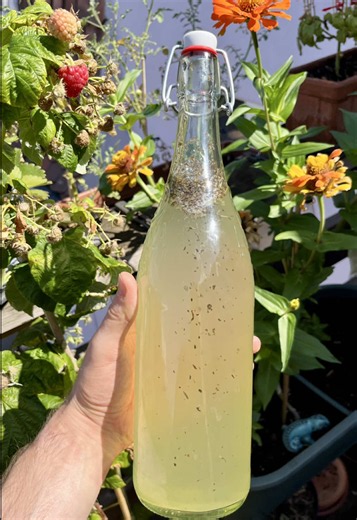🫧 Kéfir maison, frais et légèrement pétillant ! 🤩 Le kéfir est une boisson fermentée obtenue grâce à des grains de kéfir, un mélange de micro-organismes qui permettent de fermenter une eau sucrée. On obtient ainsi une boisson légèrement pétillante, acidulée et très rafraîchissante. ✨ 🥣 Pour 1 L de kéfir : 💧 1 L d’eau 🍚 30 g de sucre 🍋 2 rondelles de citron 🫘 1 figue séchée 🌱 Des grains de kéfir réactivés ✨ Le mix d’aromatisation de votre choix Recette : 1. 🥄 Mélangez l’eau et le sucre j