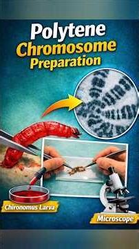 🧬 Polytene Chromosome under Microscope #biology #practical #neet#LabExperiment#MicroscopeView