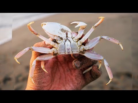 How To Catch Ghost Crab On The Beach