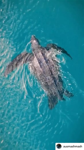 Happy California State Marine Reptile Day, honoring the Leatherback sea turtle (Dermochelys coriacea) — the largest turtle on Earth and California’s official State Marine Reptile, thanks in part to our advocacy! More on this in a post to come. These ancient ocean voyagers have roamed our planet’s seas for over 100 million years, growing up to 7 feet long and weighing nearly 2,000 pounds. Unlike any other sea turtle, leatherbacks have a soft, flexible shell and can dive over 4,000 feet deep in se