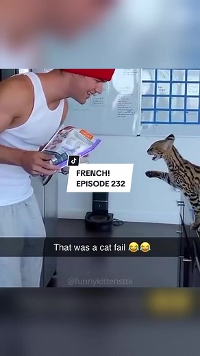 Follow 🤗👉 @funnykitty episode 232 😱😂 #fyp #foryou #cat #funnycat #funny #pets #catsoftiktok #funnypets #🤣🤣🤣 #cattok #catlover