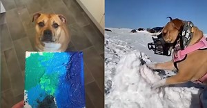 Perra con cáncer terminal disfruta de sus últimas aventuras