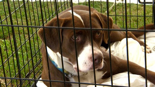 Local Humane Society launches adoption program for ‘banned’ pitbull pup - London | Globalnews.ca