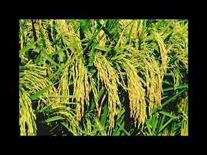 Dhan ko bala illari pillari-Ram Sharan Nepali