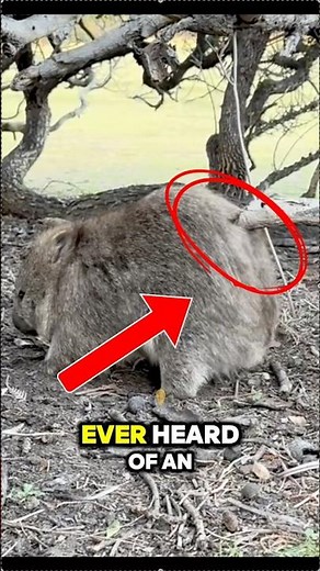 Nature’s Weirdest Poop? Meet the Wombat 🐾💩