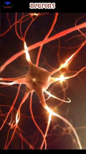 NEURON /animated video/ class x / control and coordination