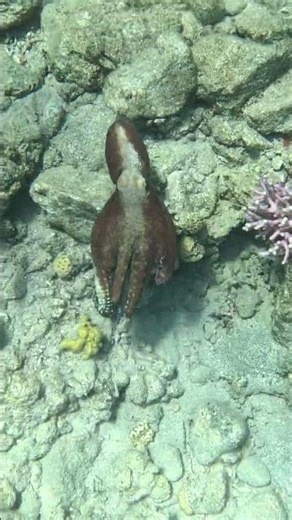 Octopus Color Change Right Before My Eyes 🐙🎨🌊