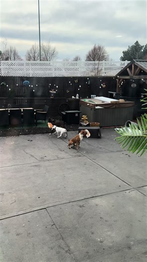 Playtime Fun with Boxer Dogs