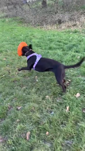 Frisbee fun Friday 🥏🐶🐾🤎 #springador #labrador #happydog #funnydog #fyp