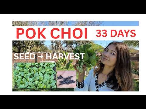 Grow Pok Choi from Seed to Harvest 🌱 Easy Backyard Gardening & Simple Healthy Recipe