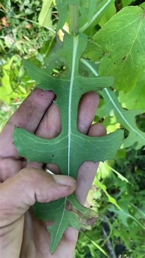 With ribs/spikes/prickles under the leaf: Prickly Lettuce/Wild lettuce (Lactuca serriola) Without
