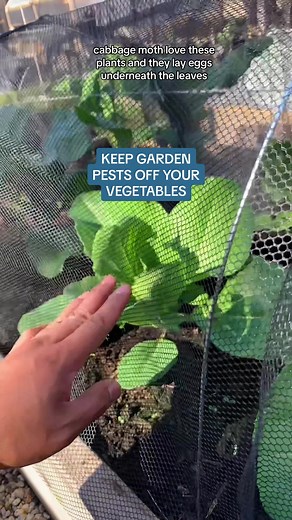 Try this natural way to keep garden pests off your vegetables. Netting, is a simple and effective solution to keep most pests from reaching your vegetables. #garden #gardening #learning #fypシ