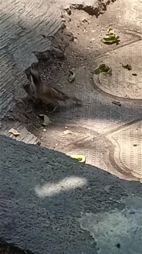 bird video 🐦 #birds #trendingshorts #viralvideo