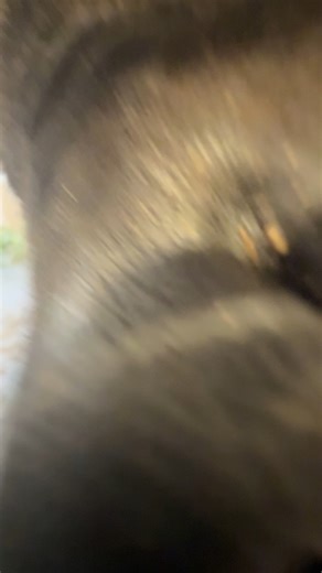 Do you pass the Tamu sniff test? 🤨 Hyenas have powerful noses and can smell prey over a mile away! | Phoenix Zoo