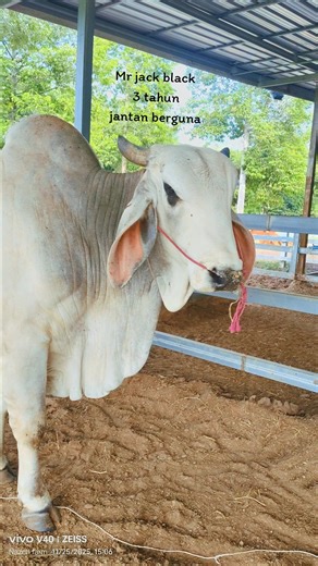 Mr Jack Black: Brahman Bull Overview and Care Guide