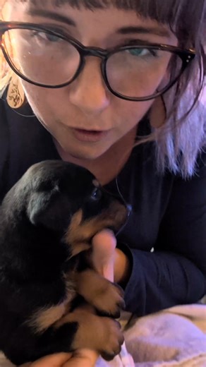 Meet Ocha! Our one and ONLY black and rust female from this litter! She is an absolute doll! 🤗 | Dobermans of Eastern NC