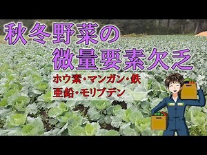【微量要素の欠乏】アブラナ科の野菜は“ホウ素”欠乏しやすい。