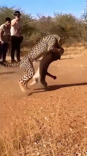 Cheetah ATTACKS Lynx 🐆💥🐈 – Wild Battle