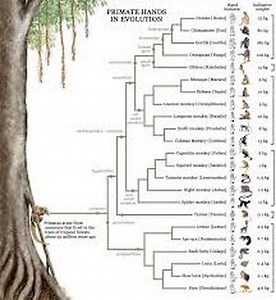 Family Tree