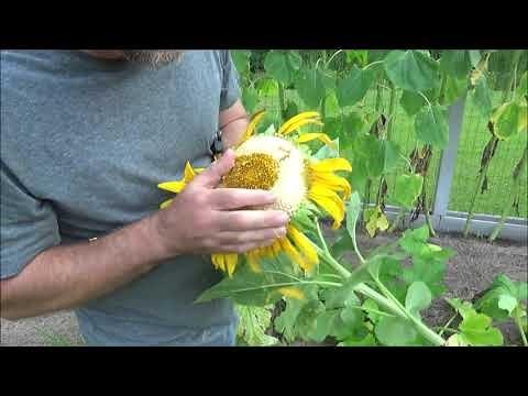 DELICIOUS grilled whole sunflower head