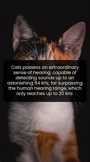 The Astonishing Sound Range Perception of Cats
